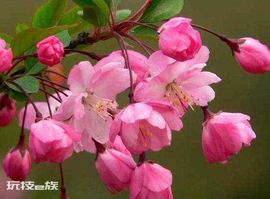 海棠树什么时候开花(盆栽海棠花花期时间有多久)-图片2